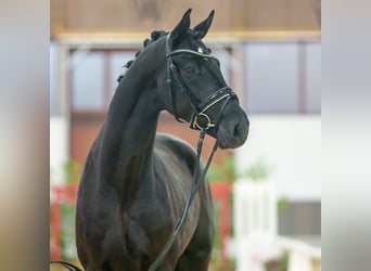 Renano, Semental, 2 años, Negro