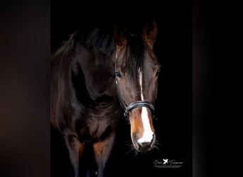 Renano, Semental, 4 años, 183 cm, Castaño oscuro