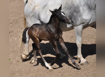 Renano, Semental, Potro (06/2025), 165 cm, Castaño