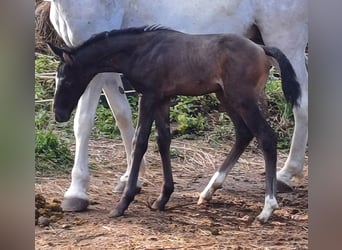 Renano, Semental, Potro (06/2025), 165 cm, Castaño