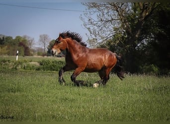 Renano, Stallone, 2 Anni, 162 cm, Baio