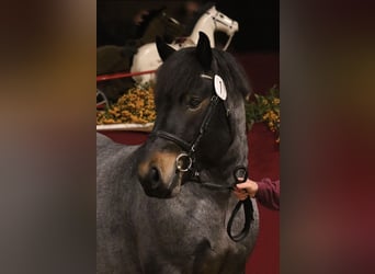 Renano, Stallone, 3 Anni