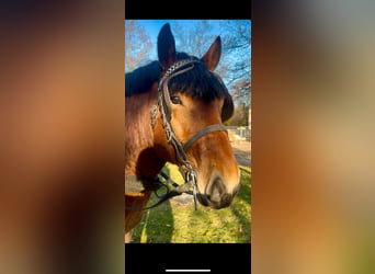 Renano, Stallone, 3 Anni