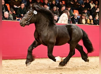 Renano, Stallone, 4 Anni, 160 cm, Baio nero