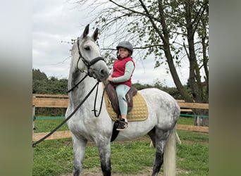 Renano, Yegua, 10 años, 170 cm, Tordo