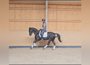 Renano, Yegua, 11 años, 166 cm, Negro