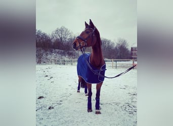 Renano, Yegua, 14 años, 162 cm, Castaño