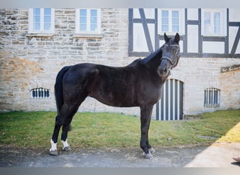 Renano, Yegua, 14 años, 172 cm, Negro
