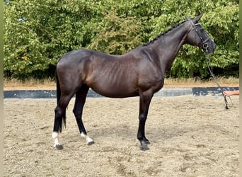 Renano, Yegua, 15 años, 168 cm, Negro