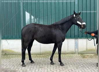 Renano, Yegua, 15 años, 170 cm, Castaño oscuro