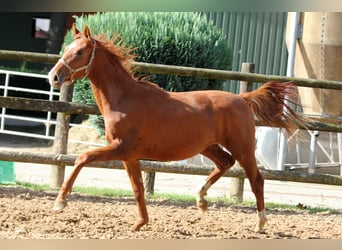 Renano, Yegua, 1 año, 172 cm, Alazán