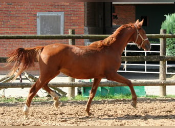 Renano, Yegua, 1 año, 172 cm, Alazán