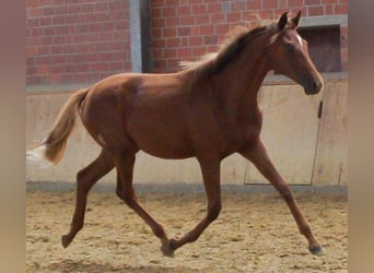 Renano, Yegua, 1 año