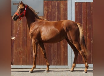 Renano, Yegua, 1 año