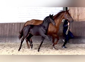Renano, Yegua, 20 años, 167 cm, Alazán-tostado