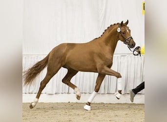Renano, Yegua, 20 años, 167 cm, Alazán-tostado