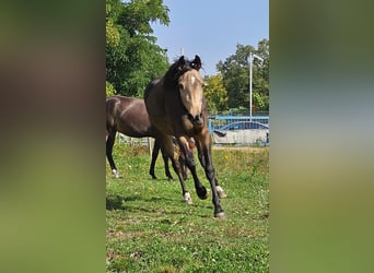 Renano, Yegua, 3 años, 156 cm, Buckskin/Bayo