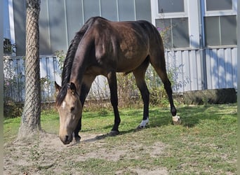 Renano, Yegua, 3 años, 156 cm, Buckskin/Bayo