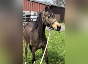 Renano, Yegua, 3 años, 156 cm, Buckskin/Bayo