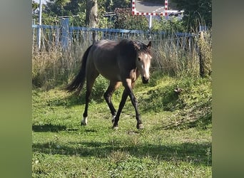 Renano, Yegua, 3 años, 156 cm, Buckskin/Bayo