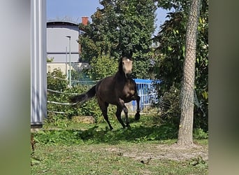 Renano, Yegua, 3 años, 156 cm, Buckskin/Bayo