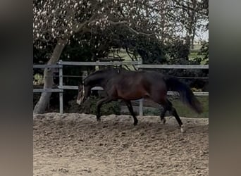 Renano, Yegua, 3 años, 165 cm, Castaño oscuro