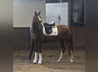 Renano, Yegua, 3 años, 167 cm, Alazán