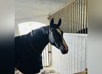 Renano, Yegua, 4 años, 158 cm, Negro