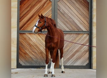 Renano, Yegua, 4 años, 168 cm, Alazán
