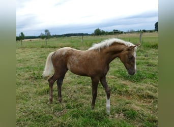 Renano, Yegua, 4 años, 168 cm, Palomino