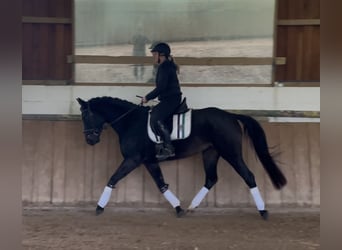 Renano, Yegua, 5 años, 161 cm, Negro