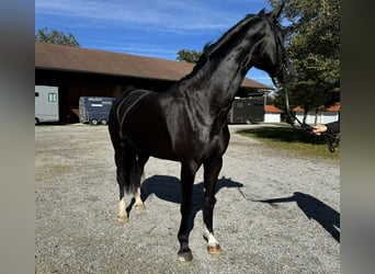 Renano, Yegua, 5 años, 167 cm, Negro