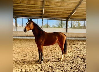 Renano, Yegua, 6 años, 160 cm, Castaño