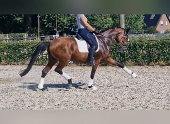 Renano, Yegua, 6 años, 167 cm, Castaño