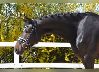 Renano, Yegua, 6 años, 168 cm, Castaño oscuro