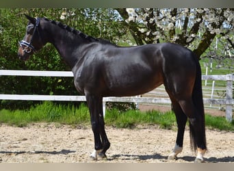 Renano, Yegua, 6 años, 168 cm, Castaño oscuro