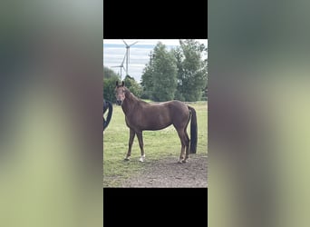 Renano, Yegua, 6 años, 170 cm, Alazán-tostado