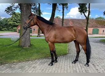 Renano, Yegua, 7 años, 172 cm, Castaño