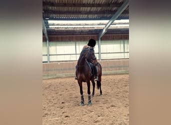 Renano, Yegua, 8 años, 165 cm, Castaño