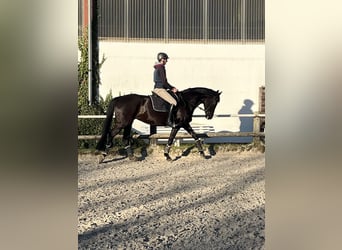 Renano, Yegua, 9 años, 168 cm, Negro