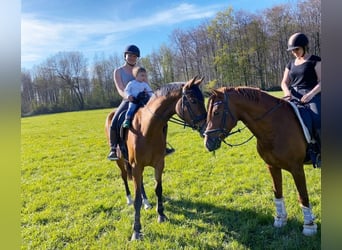 Renano, Yegua, 9 años, 170 cm, Castaño