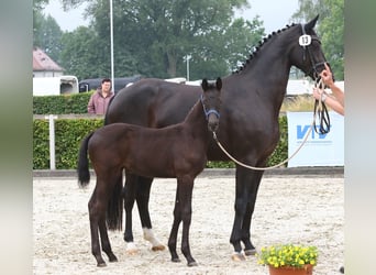 Renano, Yegua, 9 años, 172 cm, Negro