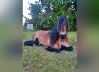 Reńsko-niemiecki koń zimnokrwisty, Klacz, 10 lat, 163 cm, Ciemnogniada