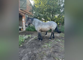 Reńsko-niemiecki koń zimnokrwisty Mix, Klacz, 12 lat, 155 cm, Karodereszowata