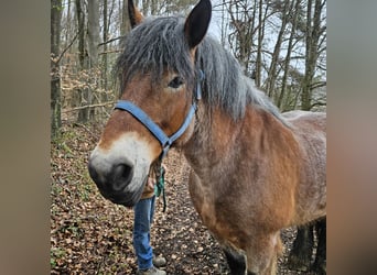 Reńsko-niemiecki koń zimnokrwisty, Klacz, 13 lat, Formy Brown Falb