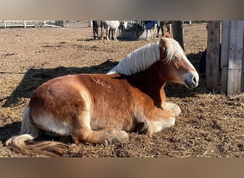 Reńsko-niemiecki koń zimnokrwisty, Klacz, 16 lat, 158 cm, Kasztanowata
