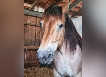 Reńsko-niemiecki koń zimnokrwisty, Klacz, 16 lat, 160 cm, Formy Brown Falb