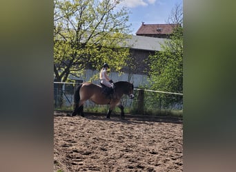 Reńsko-niemiecki koń zimnokrwisty, Klacz, 16 lat