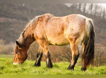 Reńsko-niemiecki koń zimnokrwisty, Klacz, 18 lat, 163 cm, Formy Brown Falb