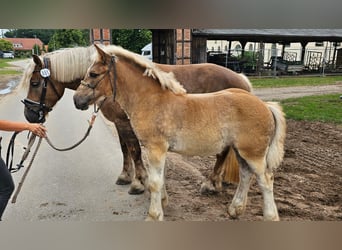 Reńsko-niemiecki koń zimnokrwisty, Klacz, 1 Rok, 167 cm, Kasztanowata